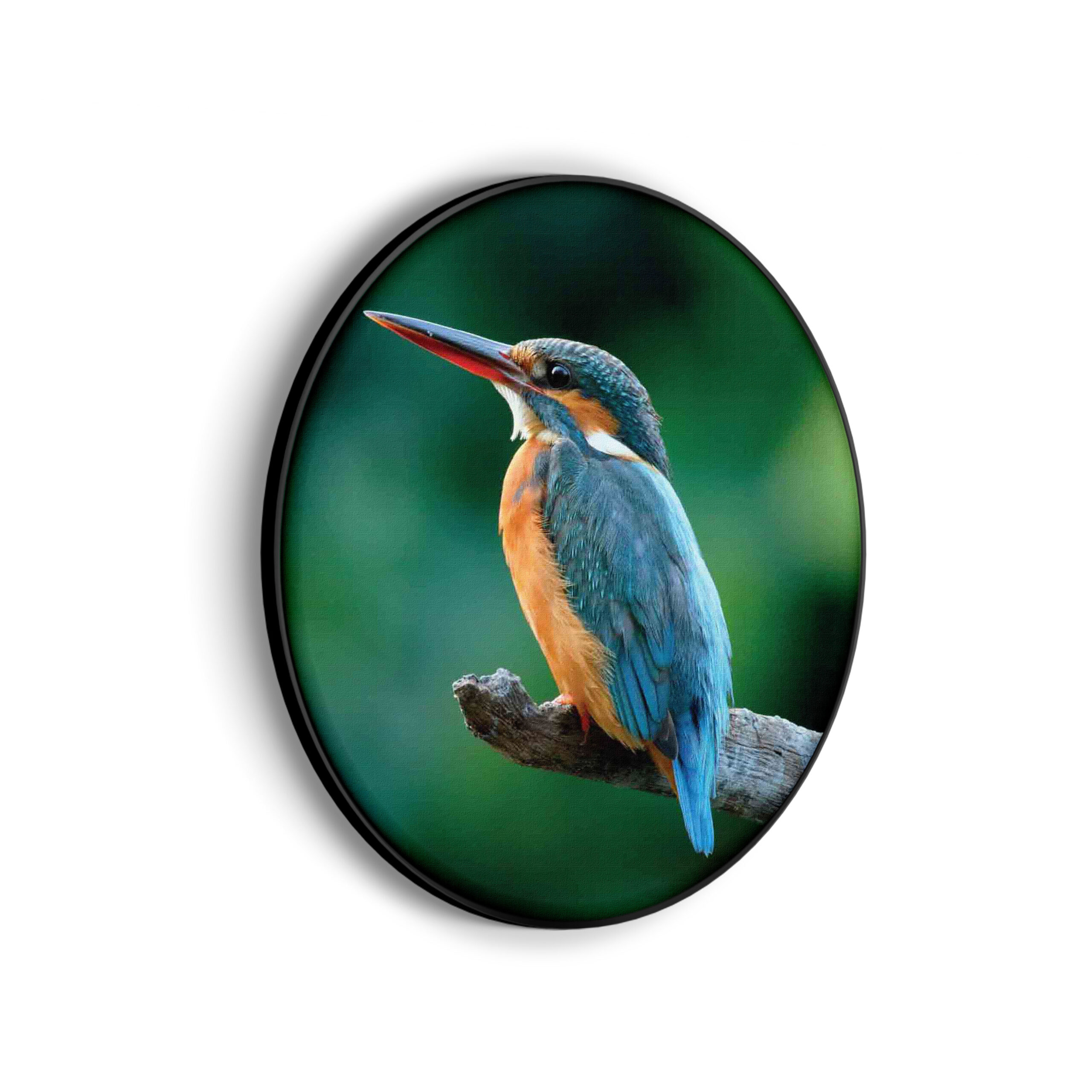 Akoestisch Schilderij De Ijsvogel Rond - Muurcirkel Template Vierkant Rond dieren 51 scaled 1