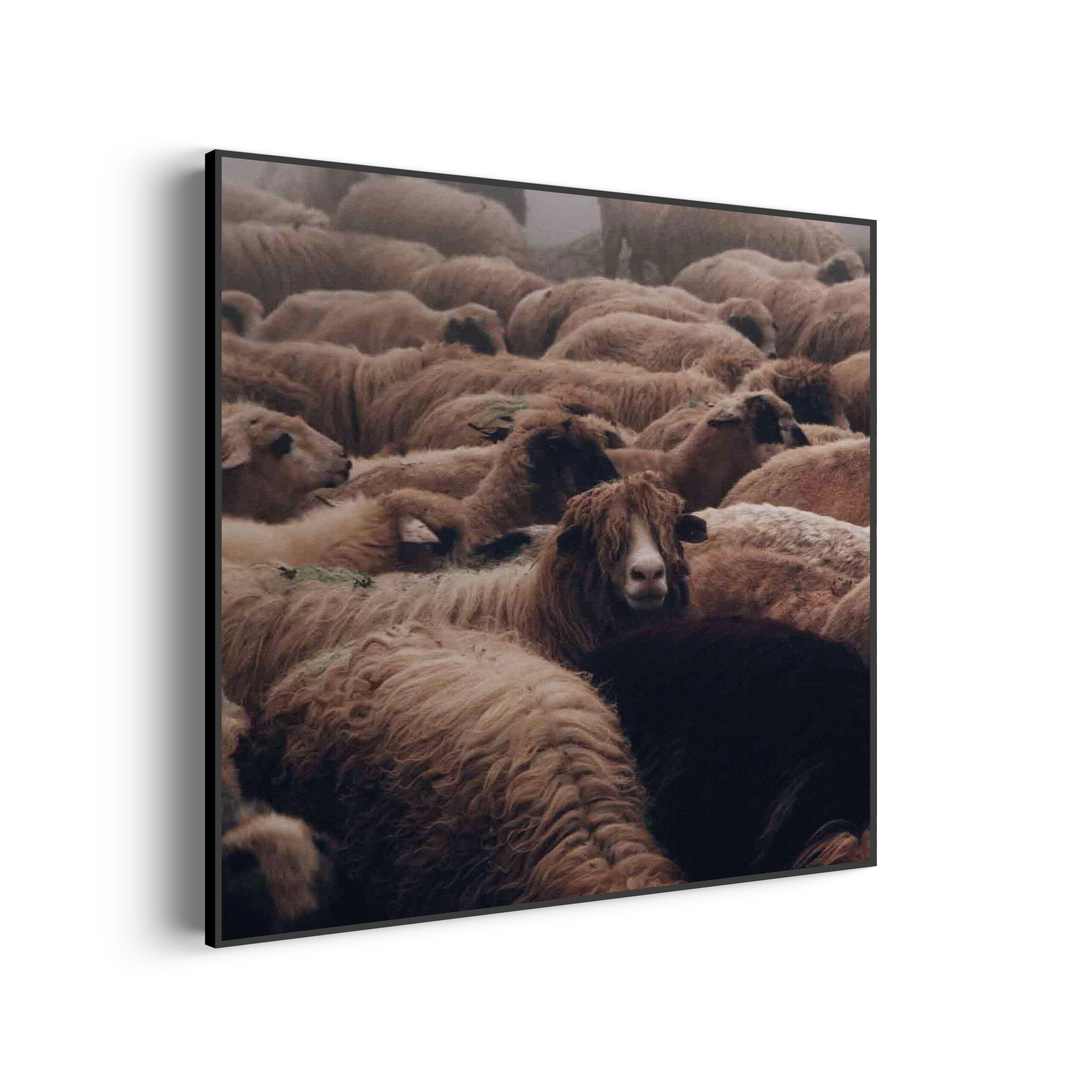 Akoestisch Schilderij Kudde Schapen Vierkant Template Vierkant Rond dieren 8 3 scaled 1