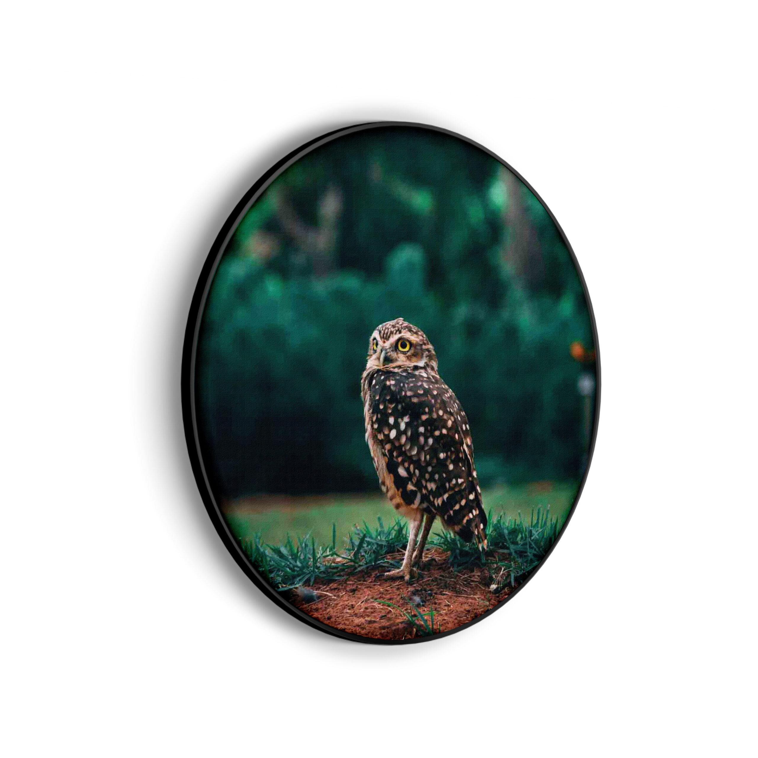 Akoestisch Schilderij Uil In De Natuur Rond - Muurcirkel Template Vierkant Rond dieren 9 scaled 1