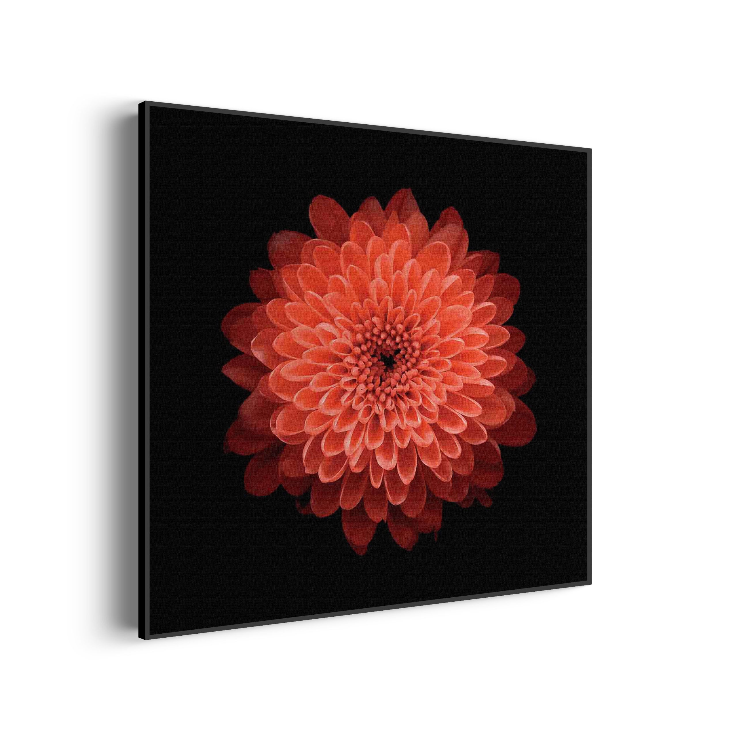 Akoestisch Schilderij Oranje Dahlia Vierkant Template Vierkant Rond natuur 53 scaled 2