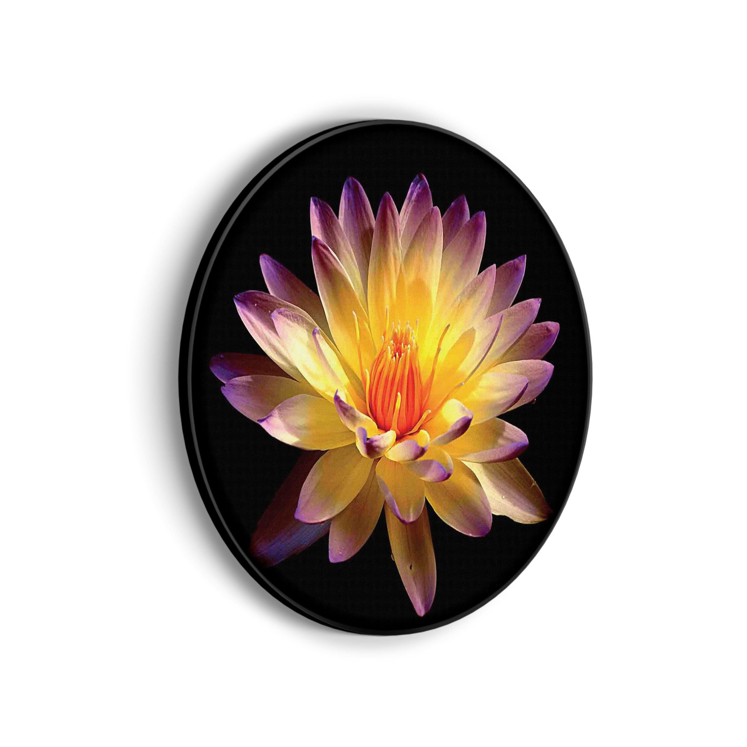 Akoestisch Schilderij Paarse Gele Dahlia Rond - Muurcirkel Template Vierkant Rond natuur 60 scaled 1