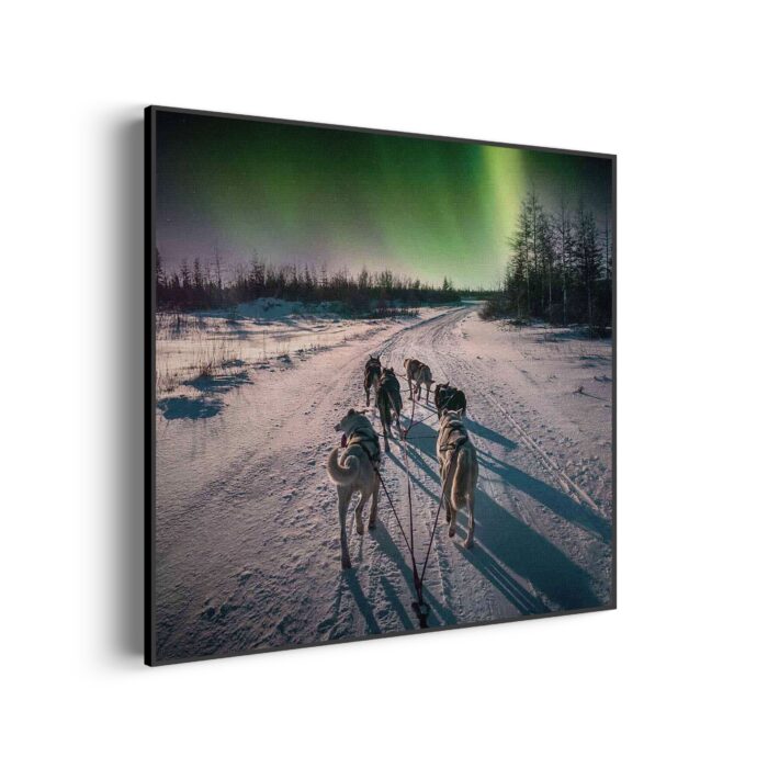 Akoestisch Schilderij Huskies door Lapland Vierkant Template Vierkant Rond natuur 66 scaled 2