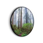 Akoestisch Schilderij Sequoia bos Rond - Muurcirkel Template Vierkant Rond natuur 88 scaled 1