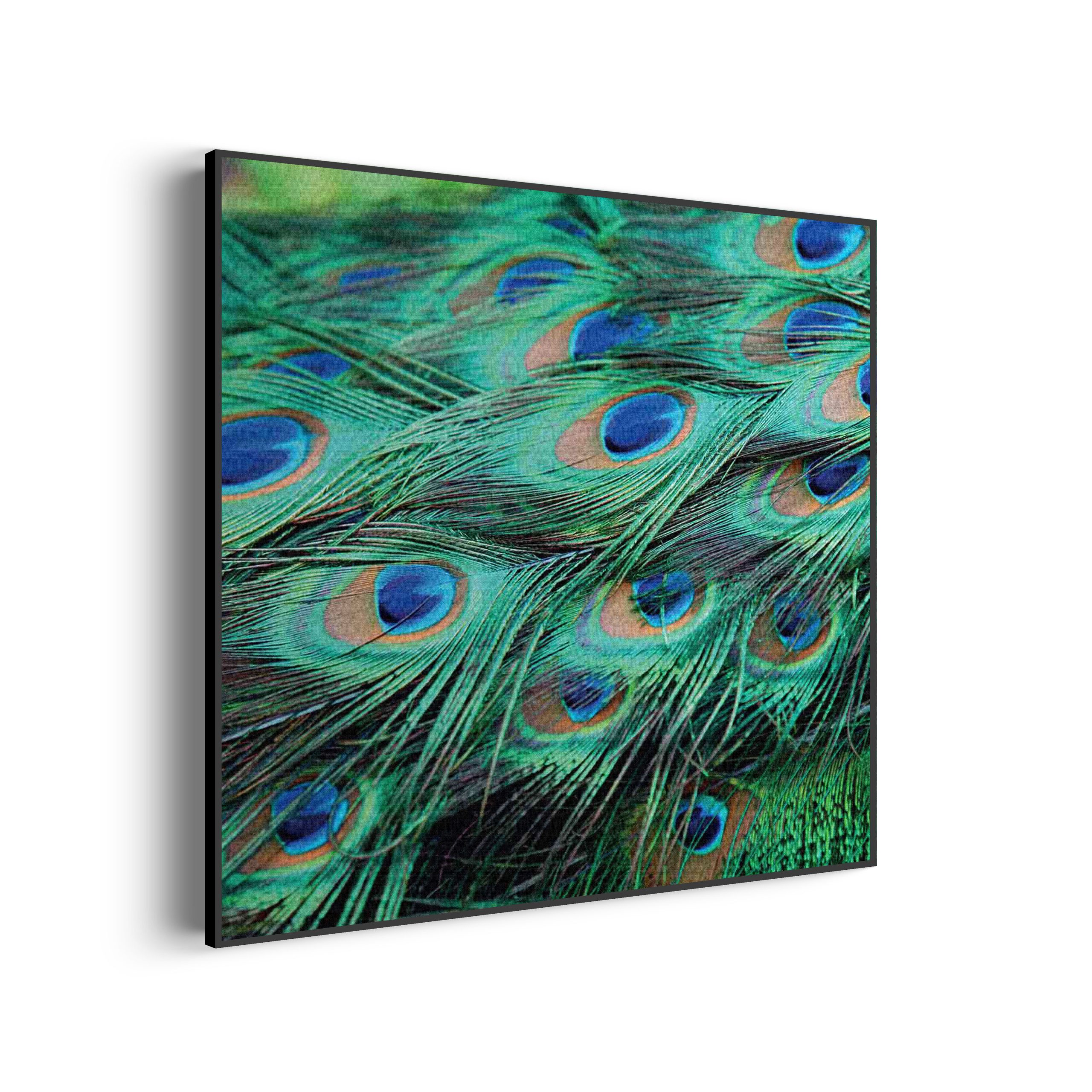 Akoestisch Schilderij Veren van de Pauw Vierkant Template Vierkant Rond natuur 89 1 2 scaled 1