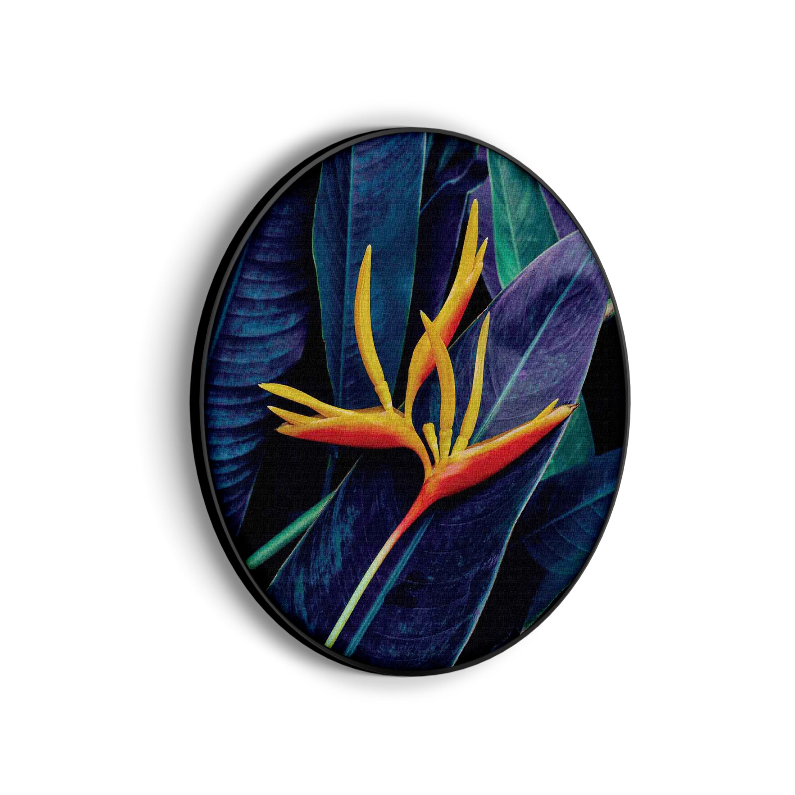 Akoestisch Schilderij Heliconia bloem op donkere achtergrond Rond - Muurcirkel Template Vierkant Rond natuur 95 scaled 1