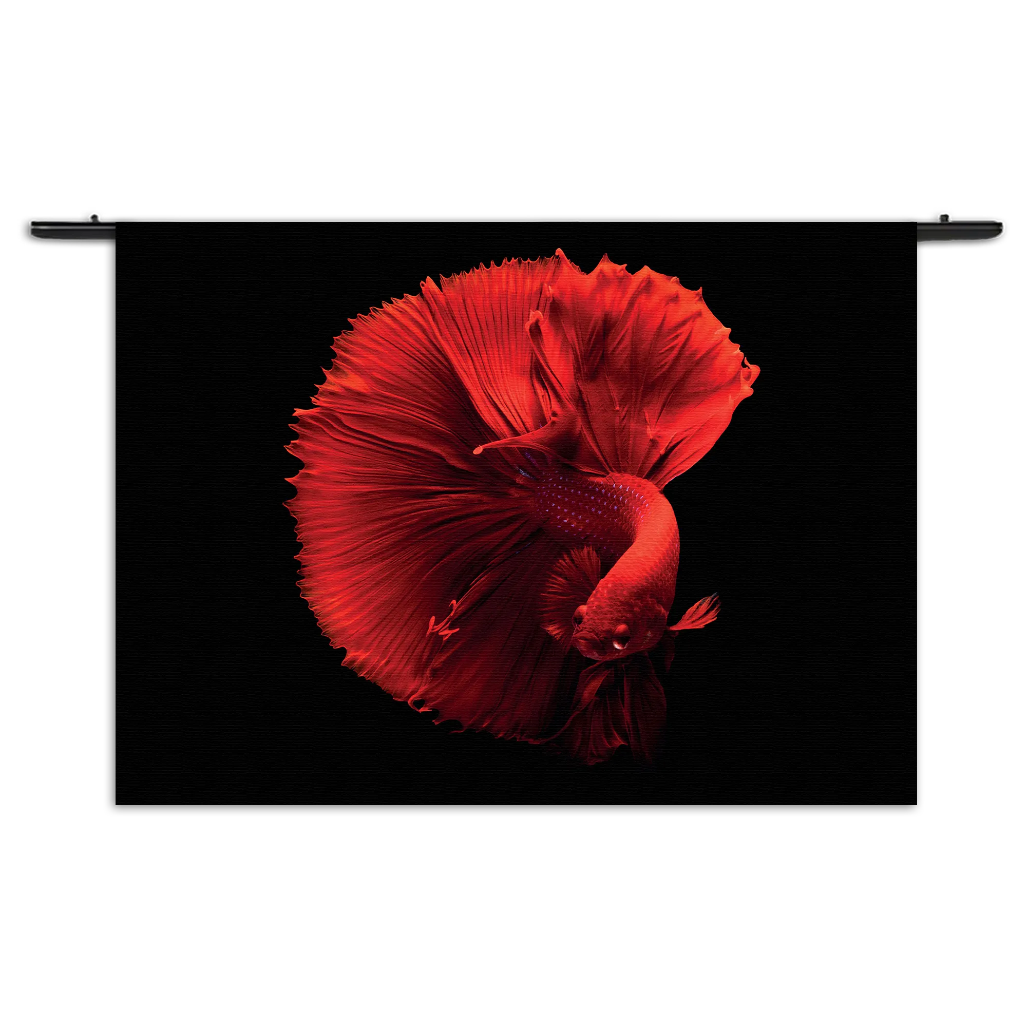 Wandkleed Red Dragon Siamese Fighting Fish Rechthoek Horizontaal Template 50 70 WK Horizontaal Dieren 32 1