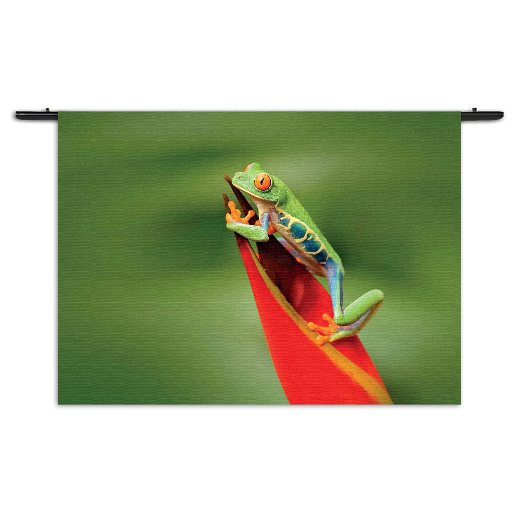 Wandkleed Roodoog Boomkikker Rechthoek Horizontaal Template 50 70 WK Horizontaal Dieren 35 1