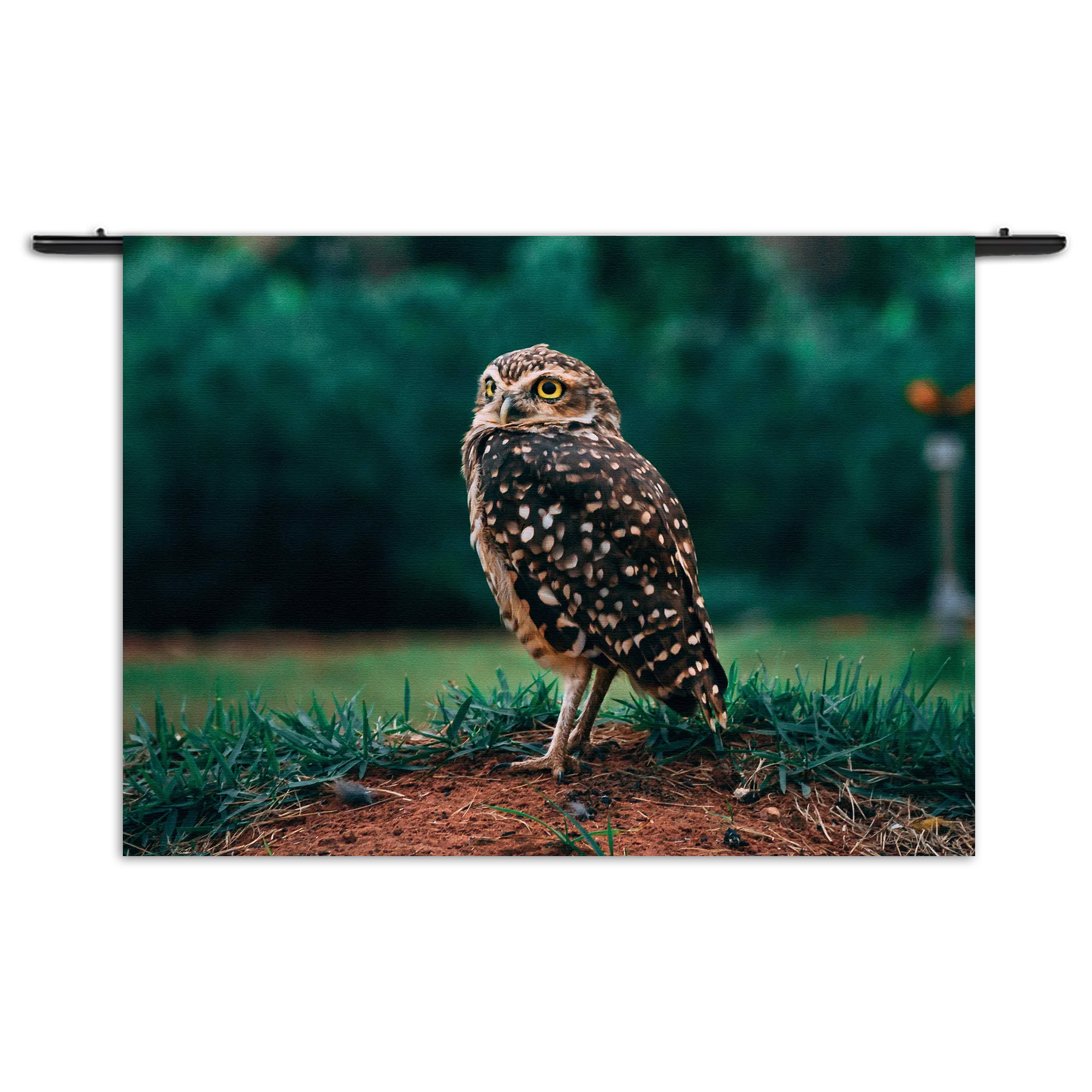 Wandkleed Uil In De Natuur Rechthoek Horizontaal Template 50 70 WK Horizontaal Dieren 9 1