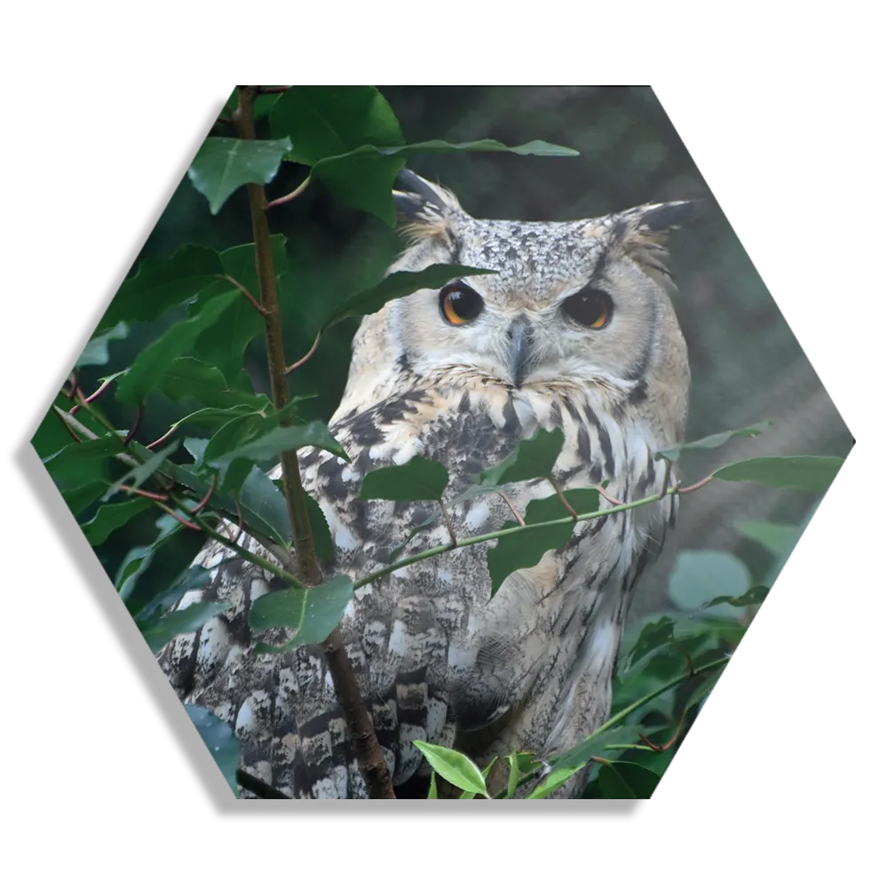 Schilderij Uil Op Tak Hexagon Template Hexagon1 Dieren 12 1