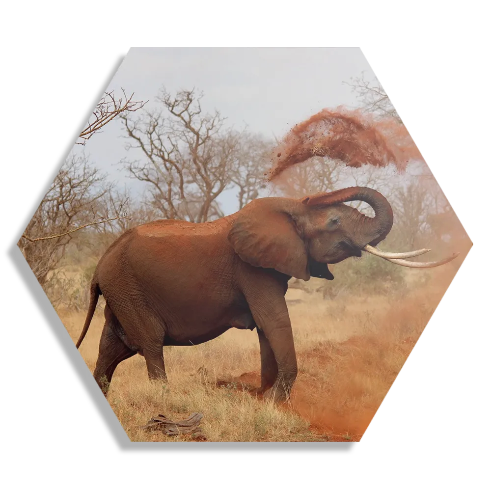 Schilderij Wilde Olifant Hexagon Template Hexagon1 Dieren 17 1