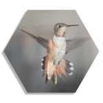 Schilderij De Vliegende Kolibrie Vogel Hexagon Template Hexagon1 Dieren 19 1