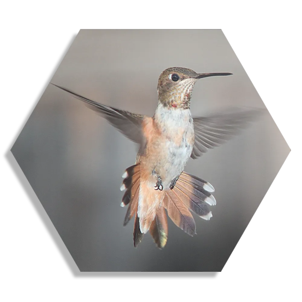 Schilderij De Vliegende Kolibrie Vogel Hexagon Template Hexagon1 Dieren 19 1