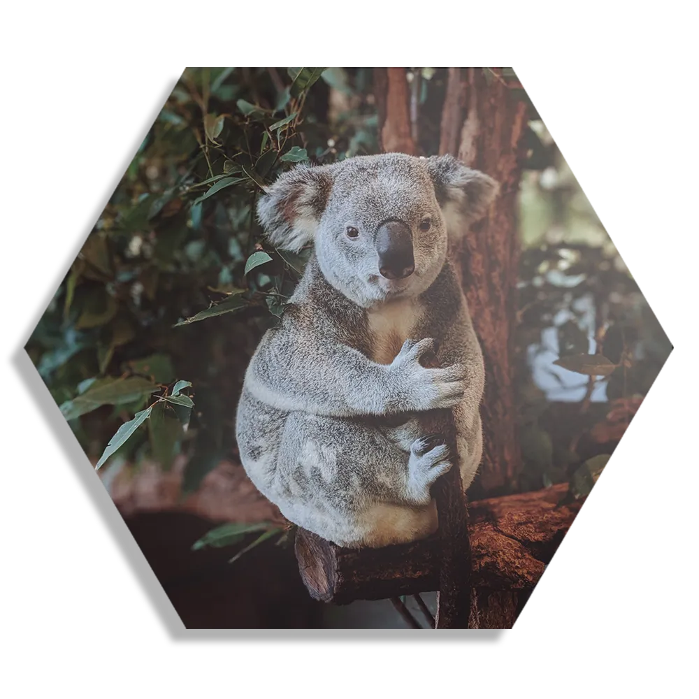 Template_Hexagon1_Dieren_23-1 Schilderij De Vastgelamde Koala Hexagon Template Hexagon1 Dieren 23 1
