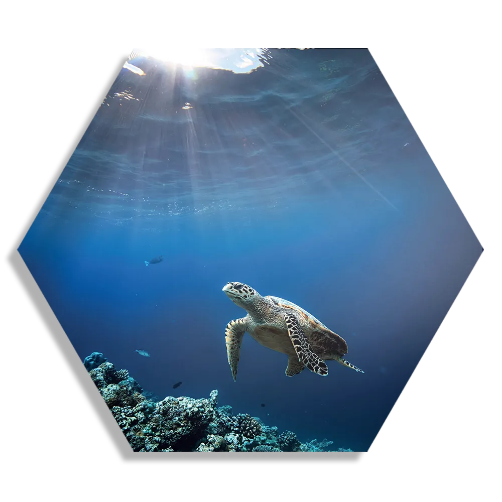Schilderij Zeeschildpad In Helderblauw Water 03 Hexagon Template Hexagon1 Dieren 30 1