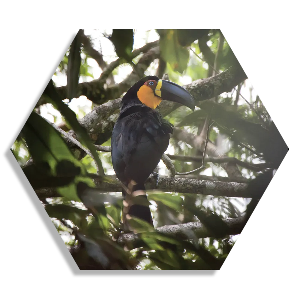Template_Hexagon1_Dieren_37-1 Schilderij De Toekan Hexagon Template Hexagon1 Dieren 37 1