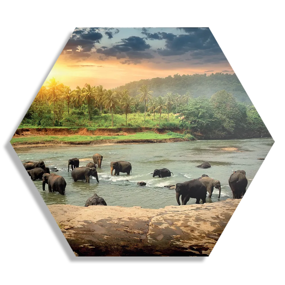 Schilderij De Rivier Olifanten Hexagon Template Hexagon1 Dieren 39 1