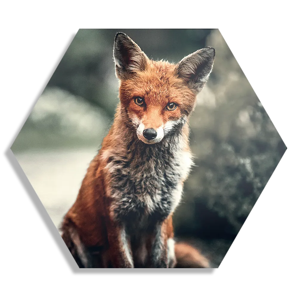 Schilderij Vosje In De Natuur Hexagon Template Hexagon1 Dieren 4 1