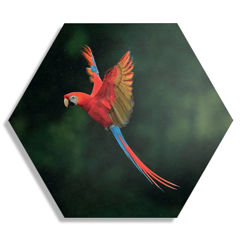 Schilderij Vliegende Ara Vogel Hexagon Template Hexagon1 Dieren 40 1