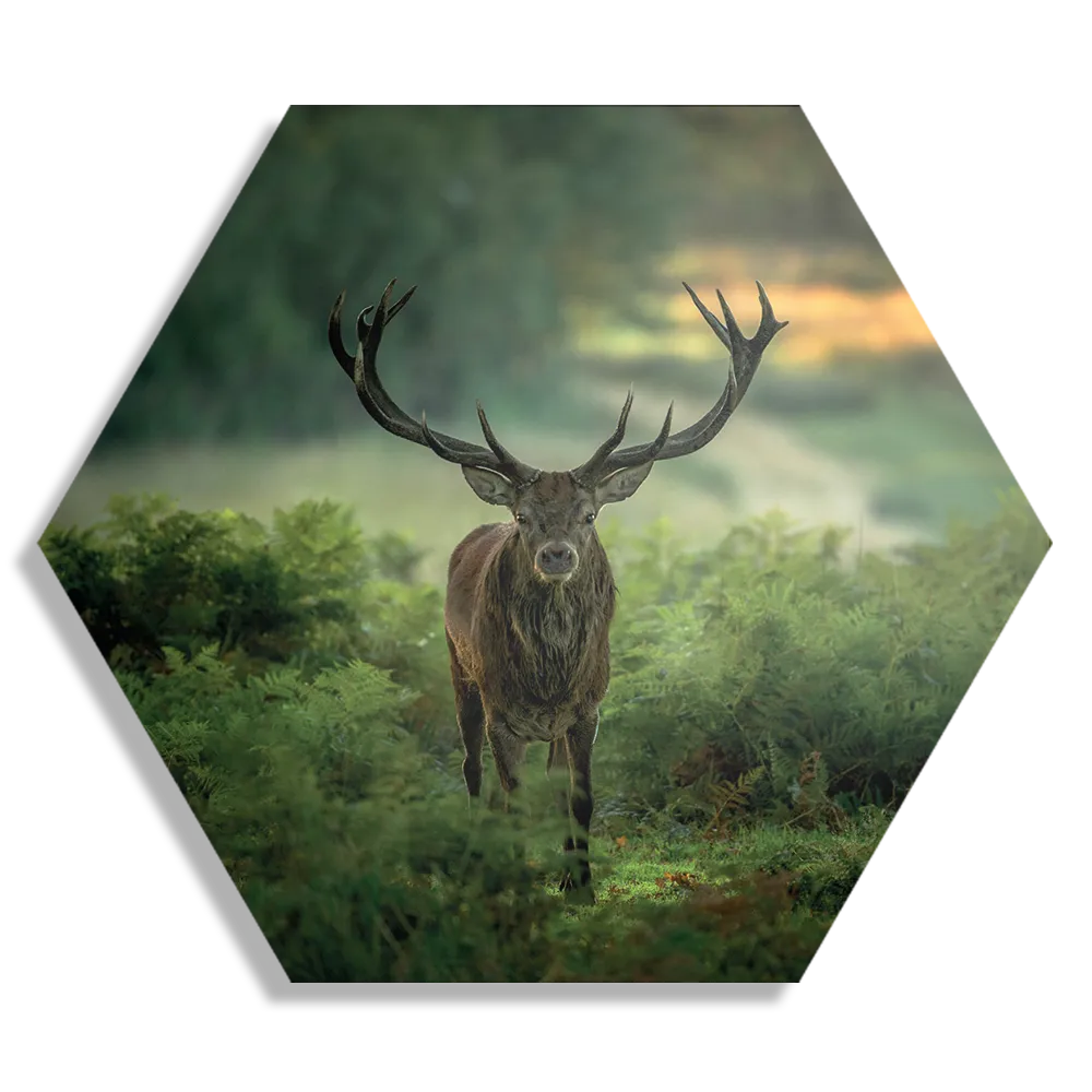 Schilderij Edelhert In Het Bos Hexagon Template Hexagon1 Dieren 45 1