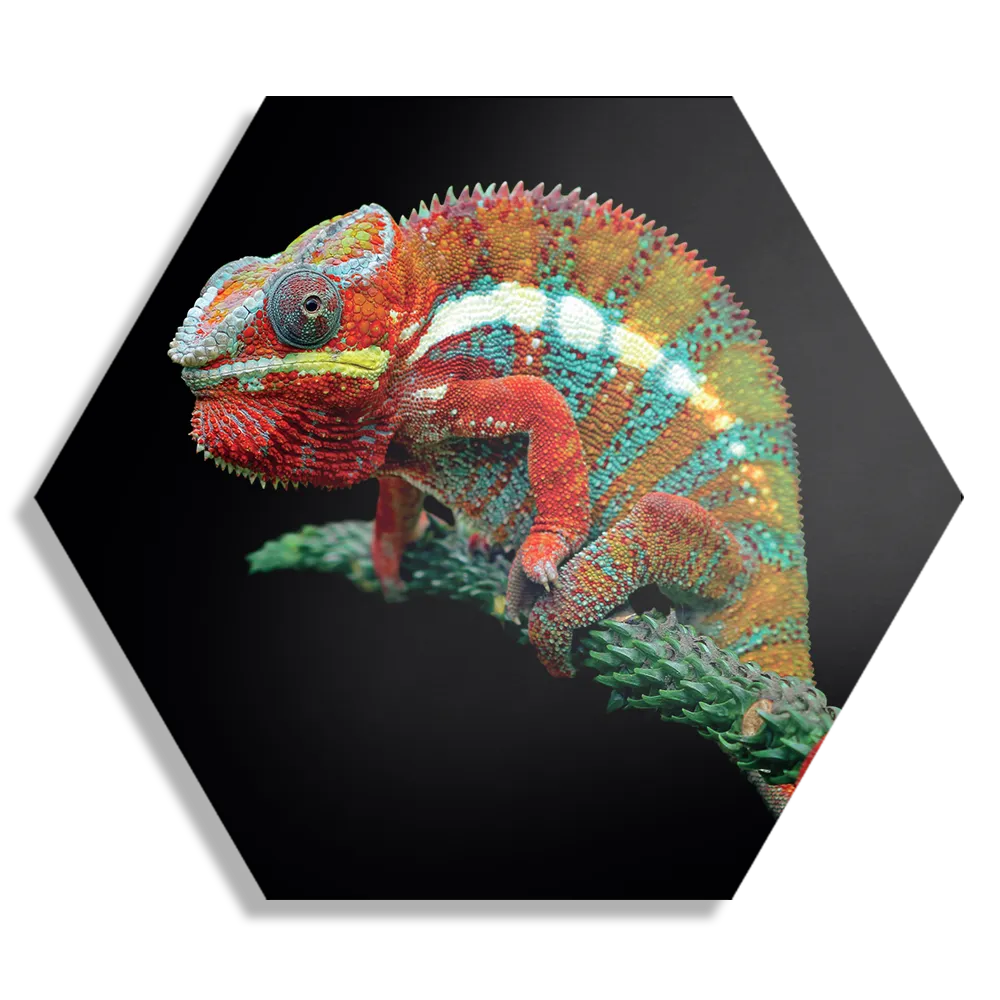 Template_Hexagon1_Dieren_50-1 Schilderij De Kameleon Zittend Op Plant Hexagon Template Hexagon1 Dieren 50 1