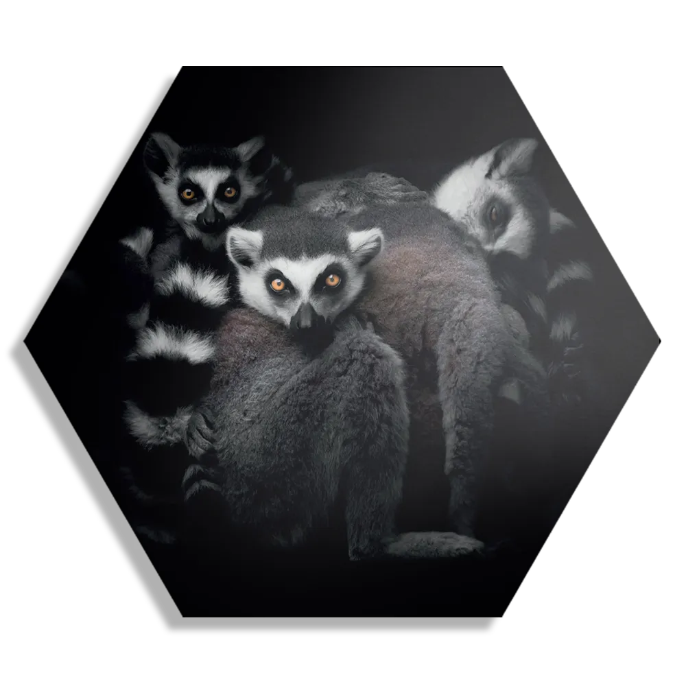 Template_Hexagon1_Dieren_59-1 Schilderij Ringstaartmaki's Met Zwarte Achtergrond Hexagon Template Hexagon1 Dieren 59 1