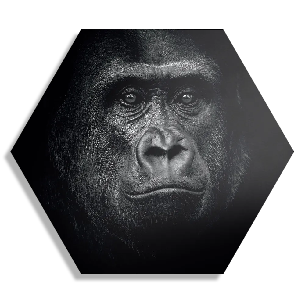 Template_Hexagon1_Dieren_61-1 Schilderij De Gorilla Aap Hexagon Template Hexagon1 Dieren 61 1
