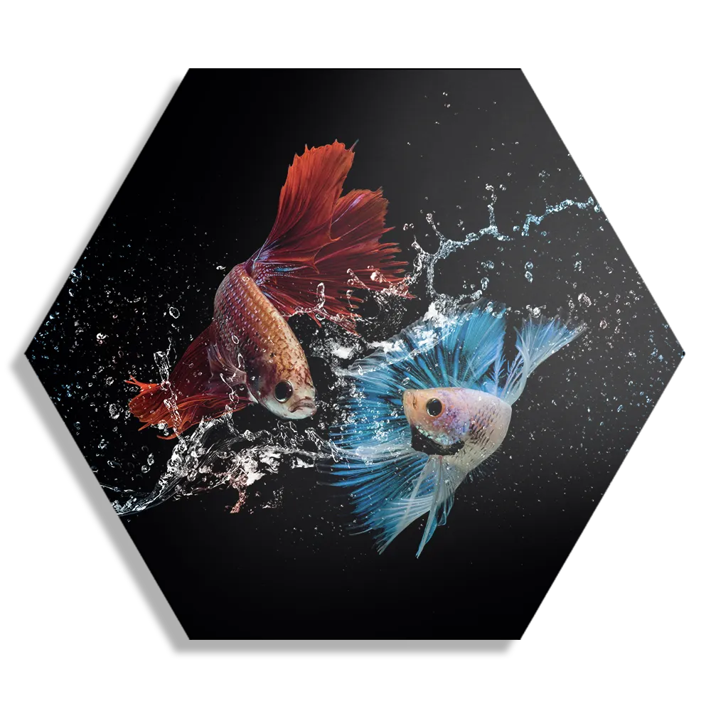 Schilderij Twain Betta Fishes Hexagon Template Hexagon1 Dieren 68 1