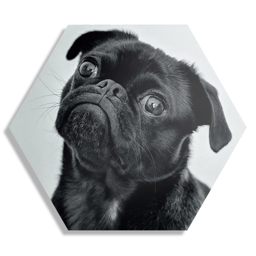 Schilderij Mopshond Zwart Hexagon Template Hexagon1 Dieren 7 1