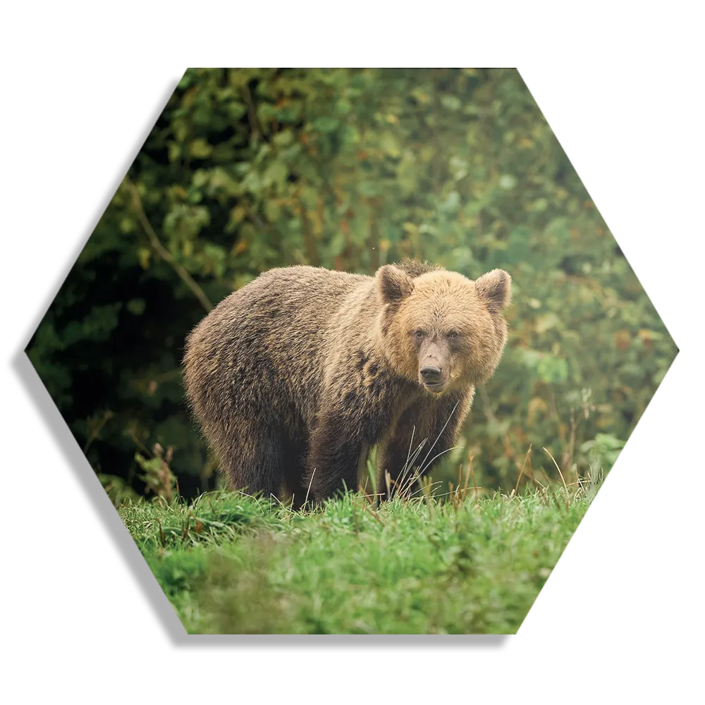 Template_Hexagon1_Dieren_78-1 Schilderij De Beer Tussen Het Groen Hexagon Template Hexagon1 Dieren 78 1