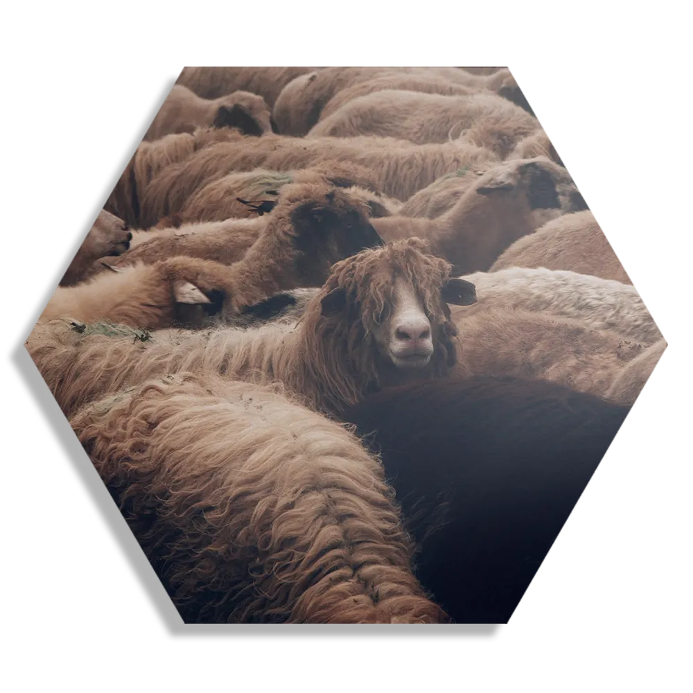 Schilderij Kudde Schapen Hexagon Template Hexagon1 Dieren 8 1