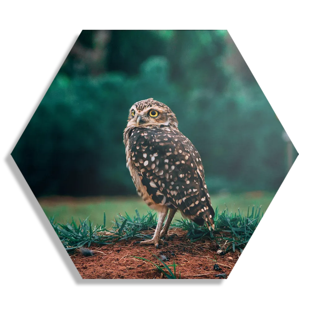 Schilderij Uil In De Natuur Hexagon Template Hexagon1 Dieren 9 1