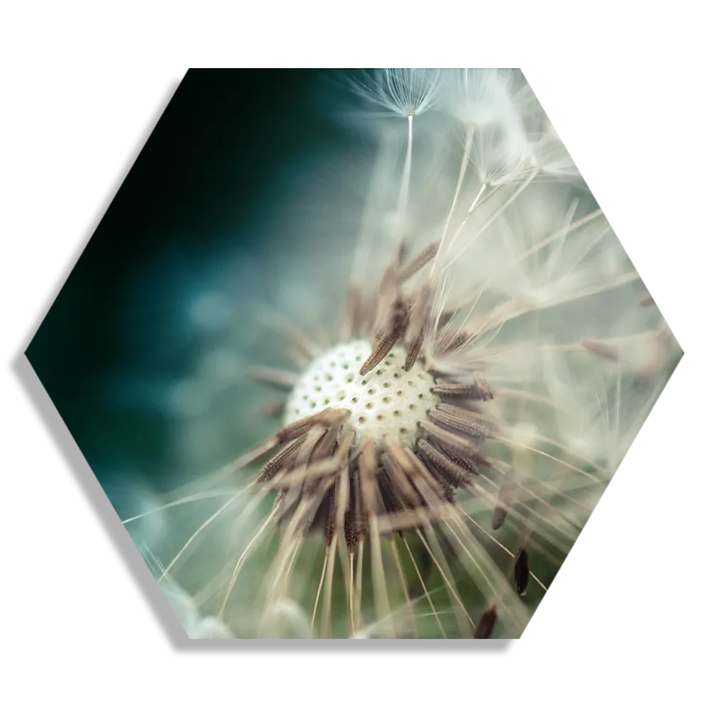 Schilderij Paardenbloem pluis 2 Hexagon Template Hexagon1 Natuur 26 1