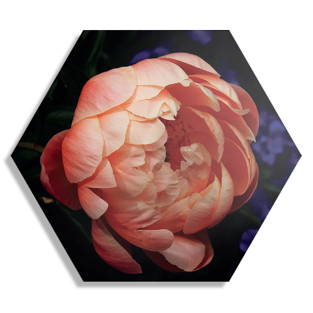 Schilderij Pioenroos Hexagon Template Hexagon1 Natuur 28 1