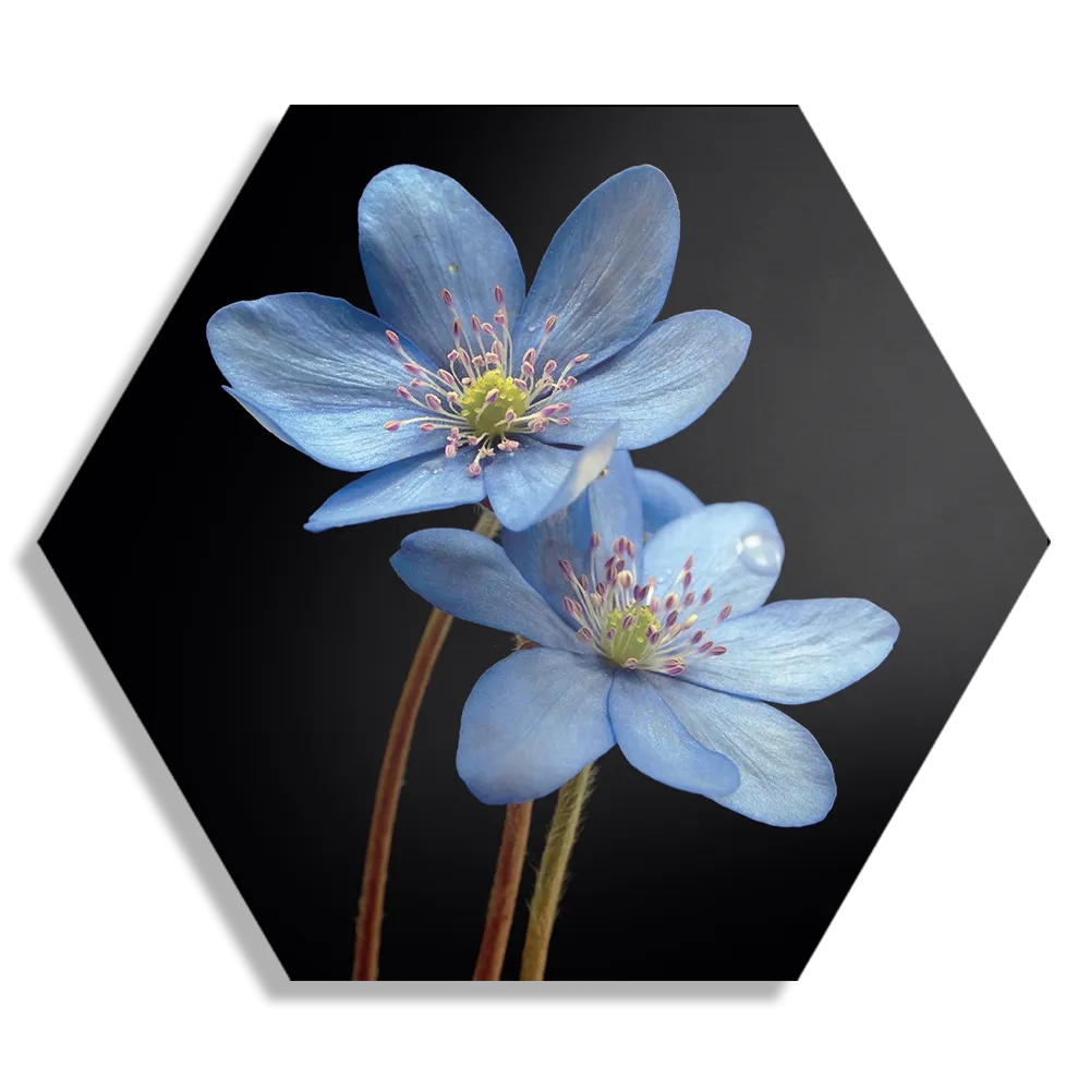 Schilderij Maagdenpalm Hexagon Template Hexagon1 Natuur 36 1