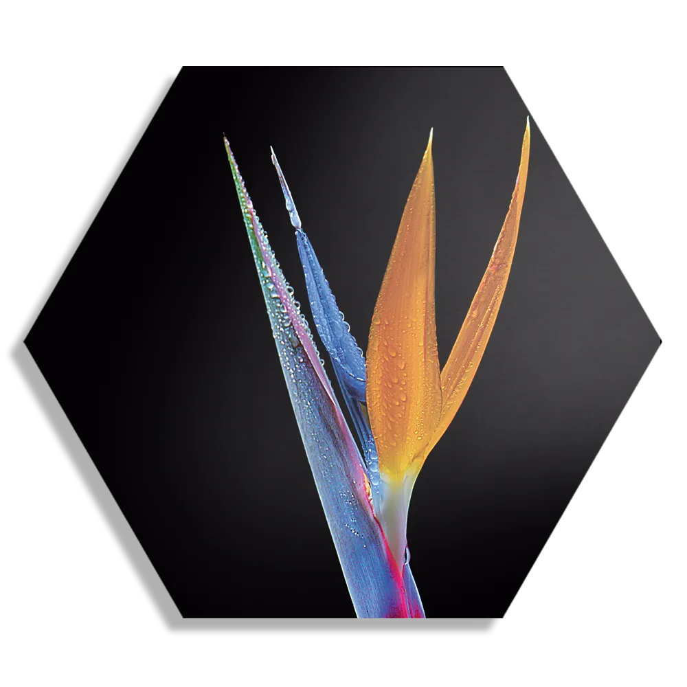 Schilderij Tropische Strelitzia Hexagon Template Hexagon1 Natuur 46 1