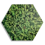 Schilderij Het groene bos Hexagon Template Hexagon1 Natuur 64 1