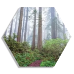 Schilderij Sequoia bos Hexagon Template Hexagon1 Natuur 88 1