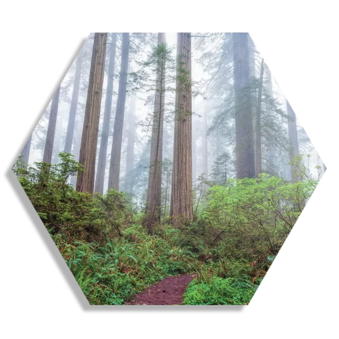 Schilderij Sequoia bos Hexagon Template Hexagon1 Natuur 88 1
