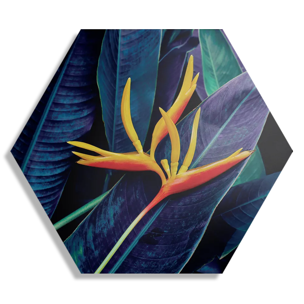 Schilderij Heliconia bloem op donkere achtergrond Hexagon Template Hexagon1 Natuur 95 1