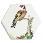 Schilderij Prent Natuur Vogel en Bloemen 15 Hexagon Template Hexagon1 Vintage 15 1