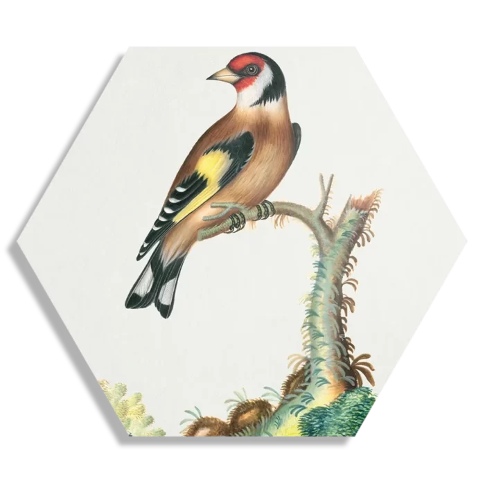 Schilderij Prent Natuur Vogel en Bloemen 15 Hexagon Template Hexagon1 Vintage 15 1