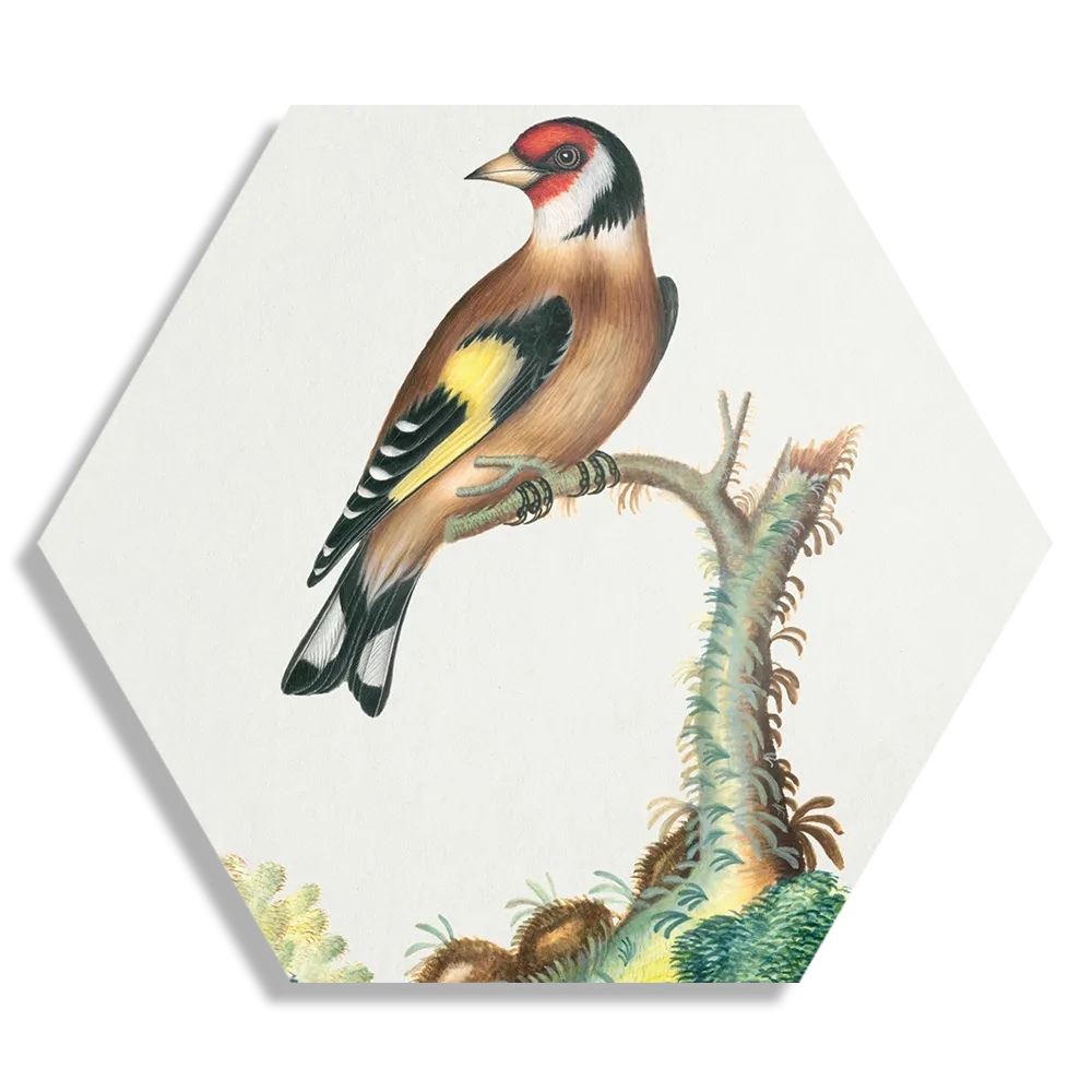 Schilderij Prent Natuur Vogel en Bloemen 15 Hexagon Template Hexagon1 Vintage 15 1