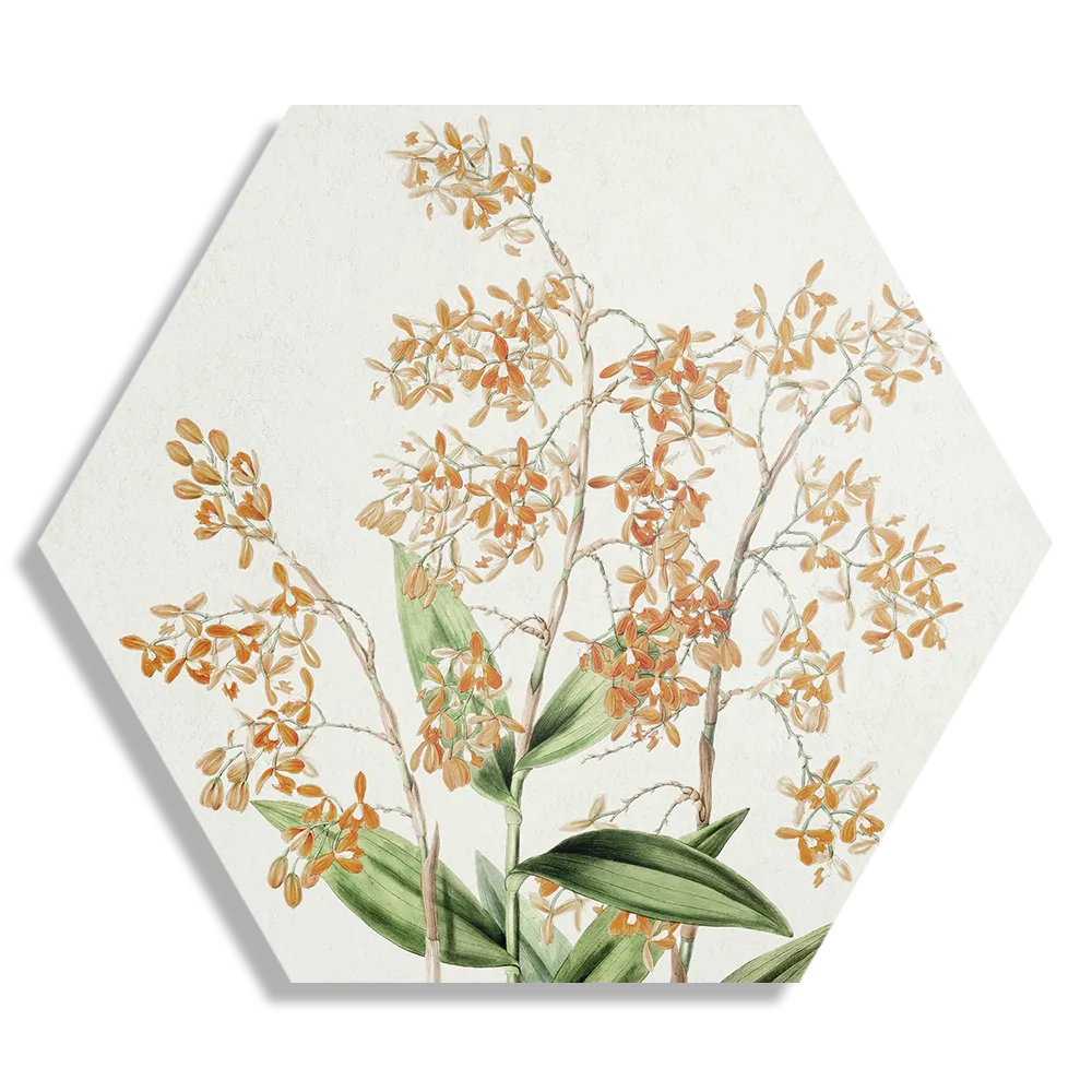 Template_Hexagon1_Vintage_16-1 Schilderij Prent Bloemen Hexagon Template Hexagon1 Vintage 16 1