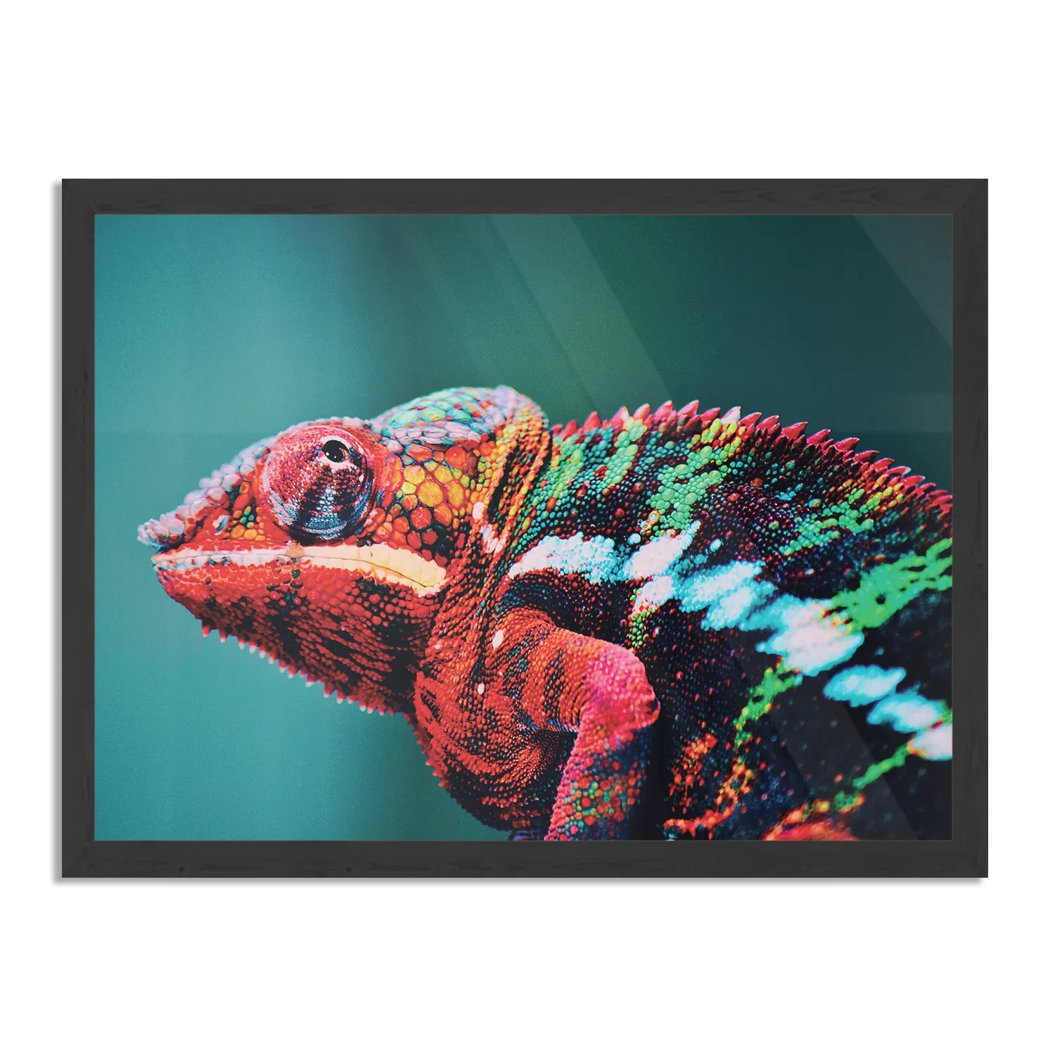 Poster Kameleon Kleurrijk Rechthoek Horizontaal Met Lijst Template PBF 50 70 Horizontaal Dieren 10 1