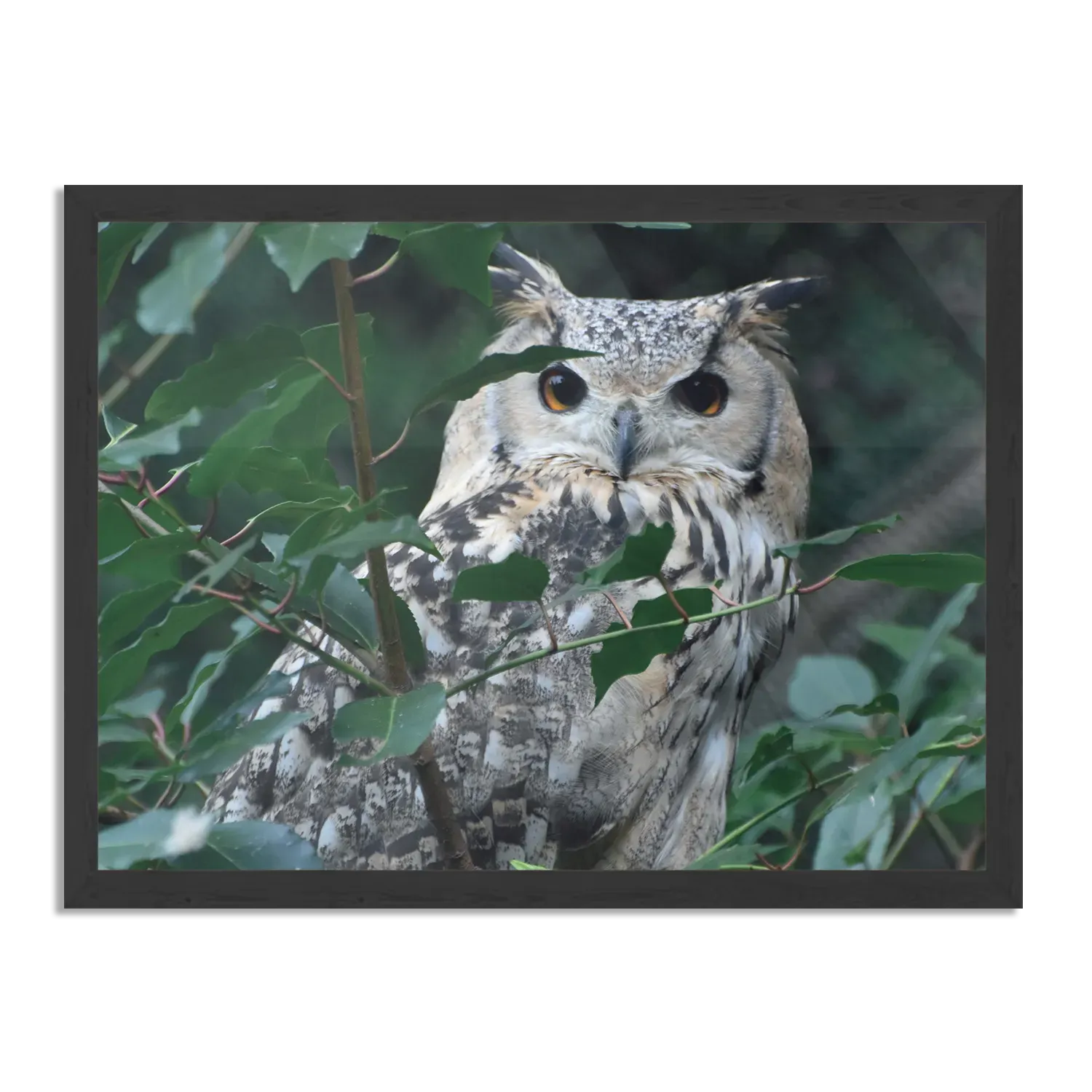 Poster Uil Op Tak Rechthoek Horizontaal Met Lijst Template PBF 50 70 Horizontaal Dieren 12 1