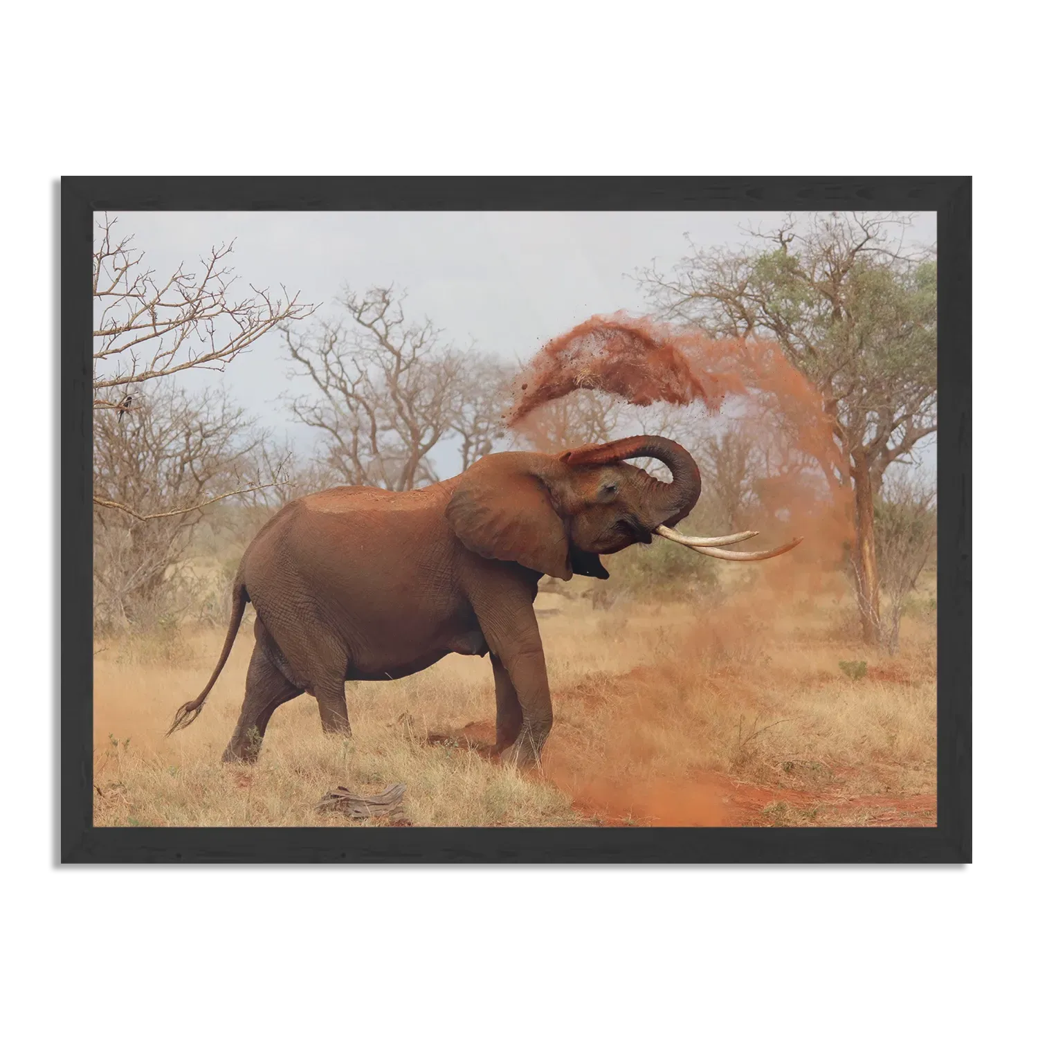 Poster Wilde Olifant Rechthoek Horizontaal Met Lijst Template PBF 50 70 Horizontaal Dieren 17 1