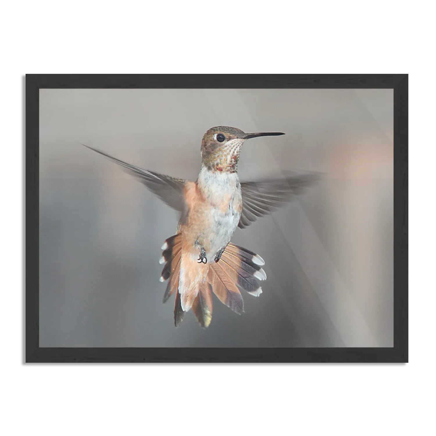 Poster De Vliegende Kolibrie Vogel Rechthoek Horizontaal Met Lijst Template PBF 50 70 Horizontaal Dieren 19 1