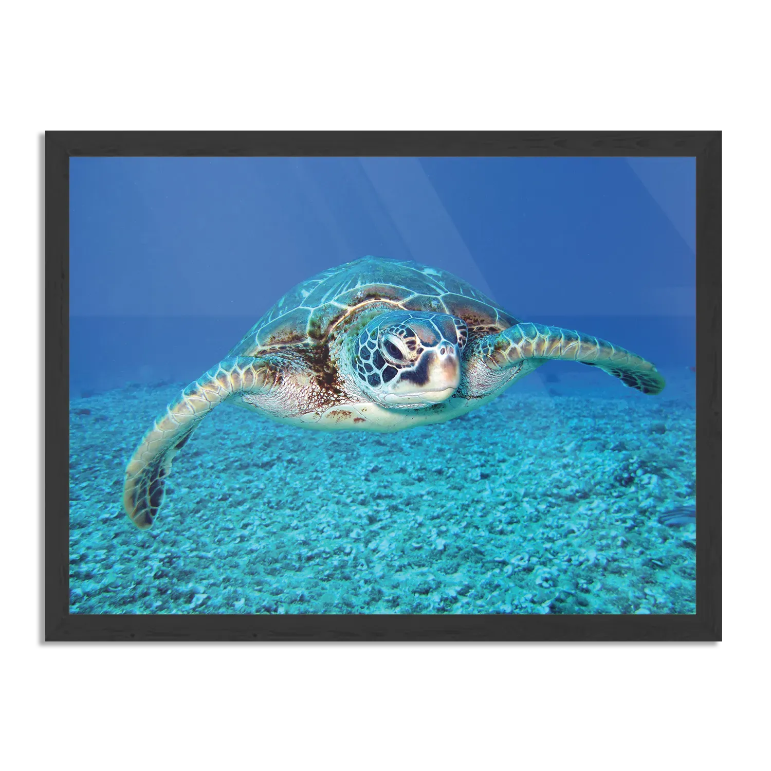 Poster Zeeschildpad In Helderblauw Water 01 Rechthoek Horizontaal Met Lijst Template PBF 50 70 Horizontaal Dieren 21 1