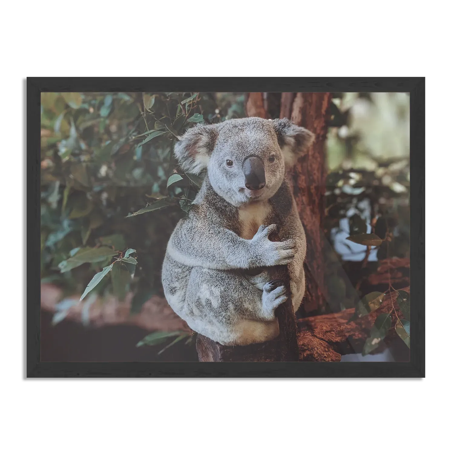 Poster De Vastgelamde Koala Rechthoek Horizontaal Met Lijst Template PBF 50 70 Horizontaal Dieren 23 1