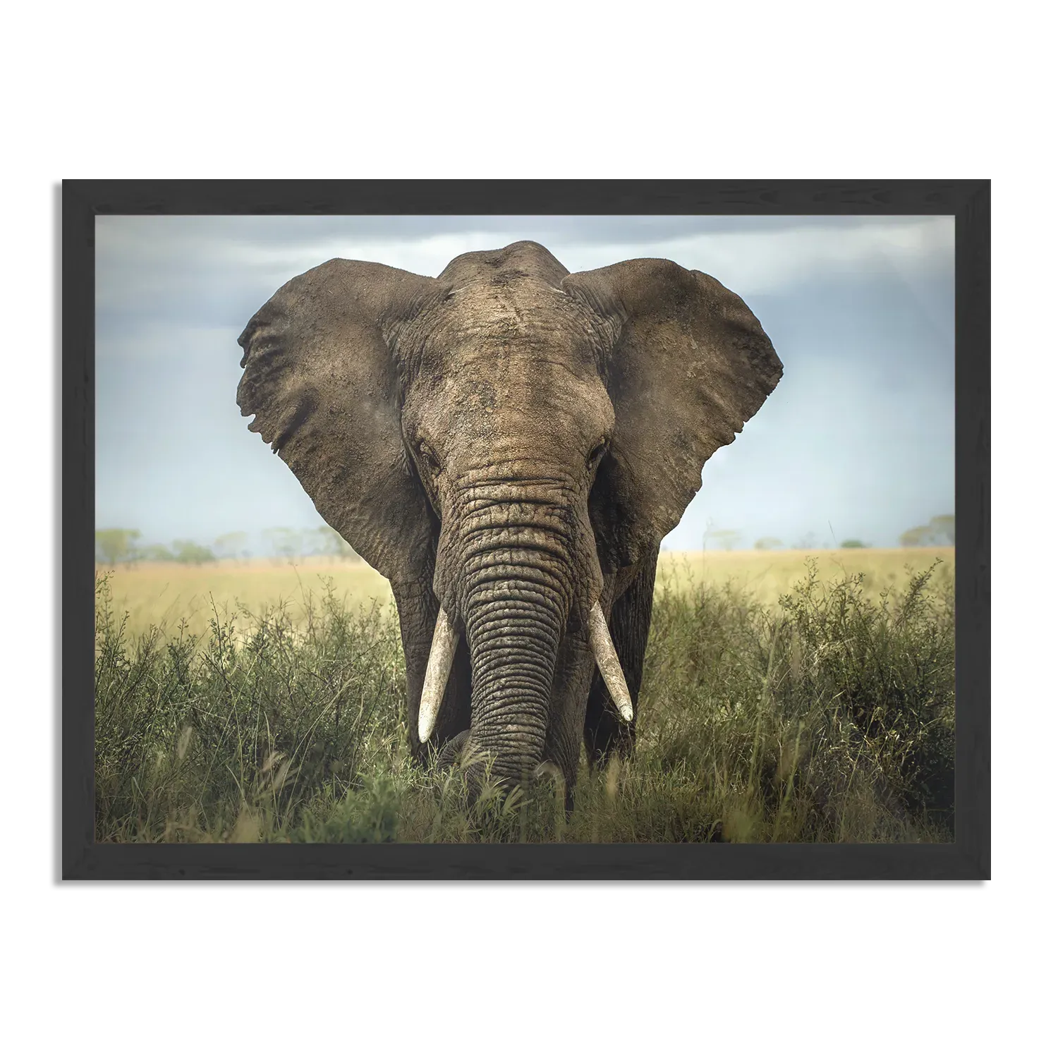Poster Olifant Rechthoek Horizontaal Met Lijst Template PBF 50 70 Horizontaal Dieren 25 1